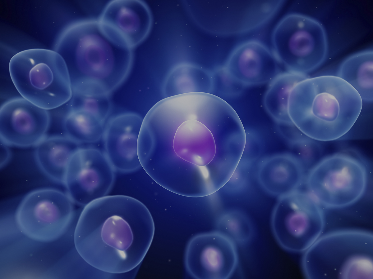 Understanding Stem Cells…