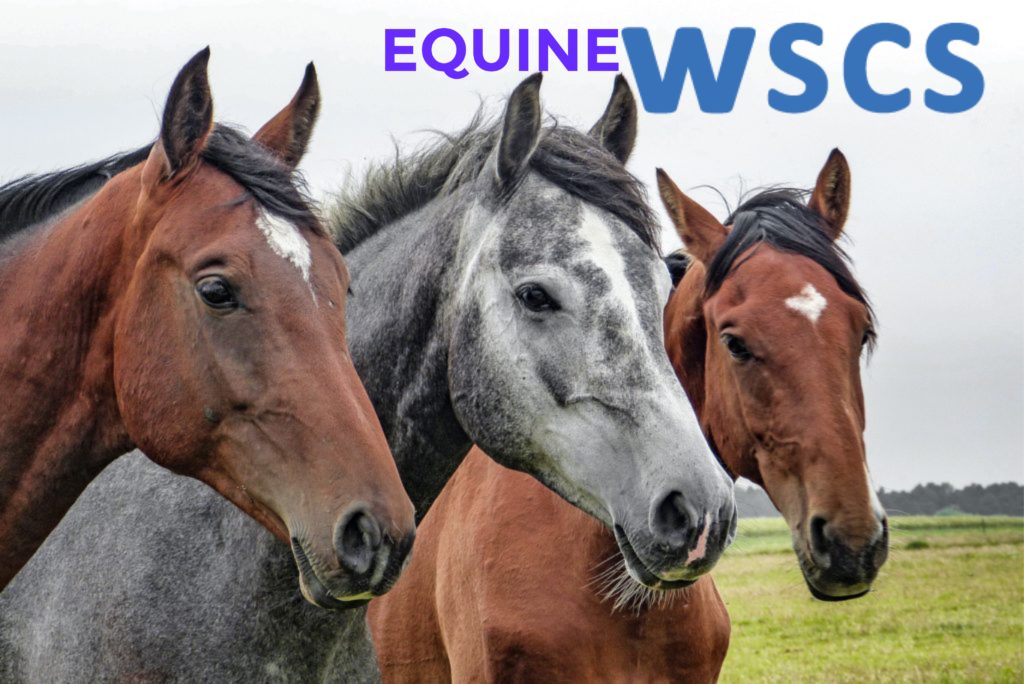 equine4