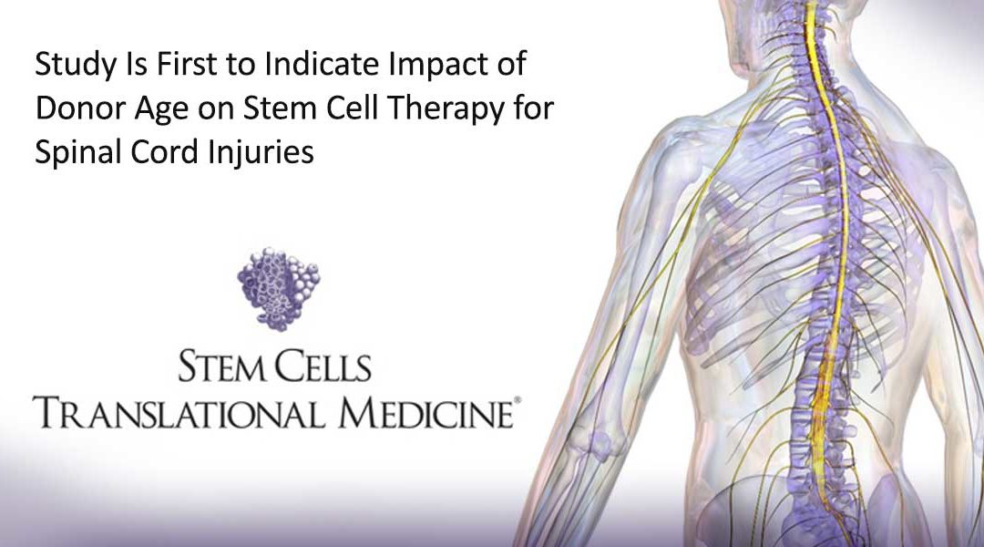 Study Is First to Indicate Impact of Donor Age on Stem Cell Therapy for Spinal Cord Injuries