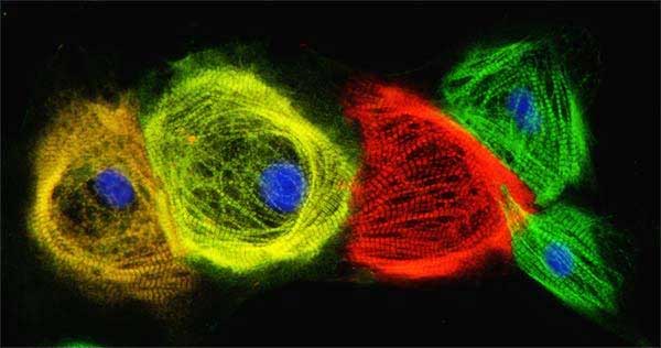 2022-07-21_New-study-allows-researchers-to-more-efficiently-form-human-heart-cells-from-stem-cells
