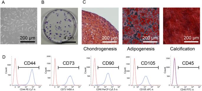 Human synovial mesenchymal stem cells show time-dependent morphological changes and increased adhesion to degenerated porcine cartilage